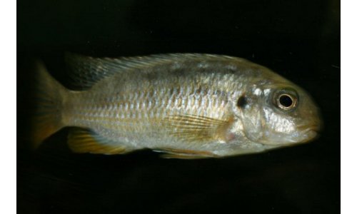 Tropheops red cheek chizumulu